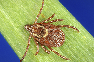 American Dog Tick