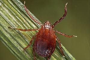Asian Longhorned Tick - Haemaphysalis longicornis