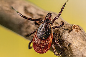 Blacklegged Tick - Ixodes scapularis