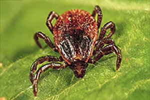 Brown Dog Tick - Rhipicephalus sanguineus