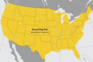 Brown Dog Tick distribution map: entire US including Mexico border.