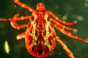 American Dog Tick (Western US) - Dermacentor similis