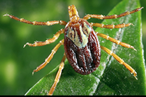 Gulf Coast Tick - Amblyomma maculatum