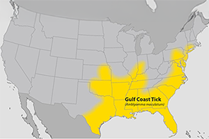 Gulf Coast Tick distribution map: Eastern seaboard from Connecticut to Florida, southeastern US to mid-Texas, Illinois, Indiana.