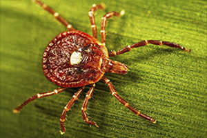 Lone Star Tick - Amblyomma americanum
