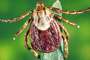 Rocky Mountain Wood Tick - Dermacentor andersoni