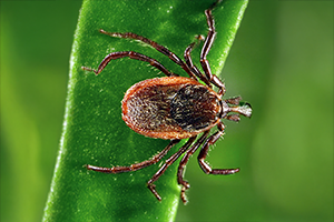 Western Blacklegged Tick - Ixodes pacificus